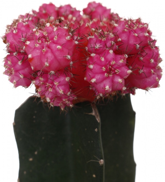 Растение Гимнокальциум микс 5/20