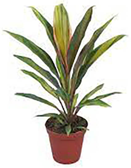 Рослина Кордиліна Ківі 12/45