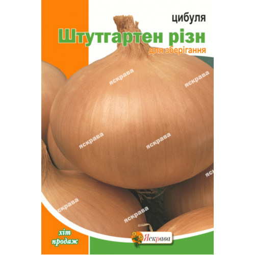 Семена Яскрава лук Штудгартен