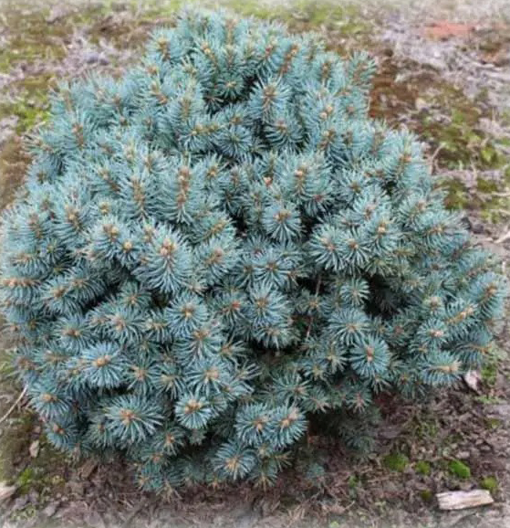 Растение Ель колючая / Picea pungens Brynek, C12