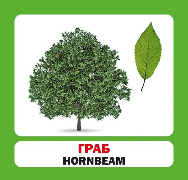 Книга «Навчальний посібник. Дерева України . англ-укр» 978-966-975-189-8