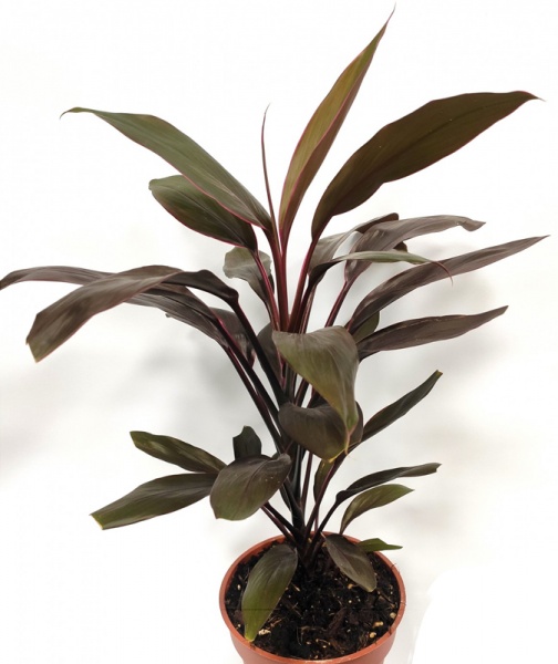 Рослина Корділіна d13/h50