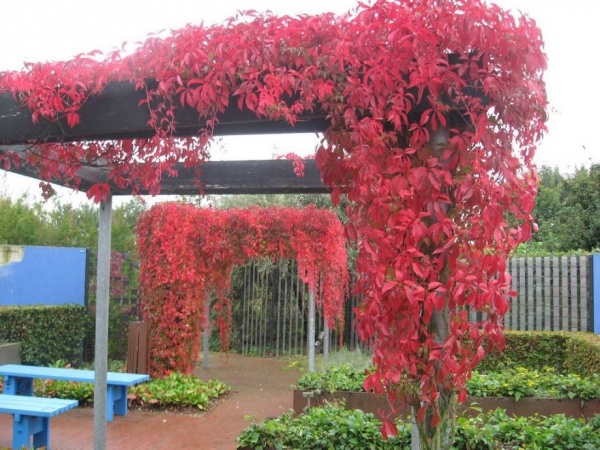 Растение Виноград Энгельмана / Parthenocissus Engelmannii С3/Н80-120