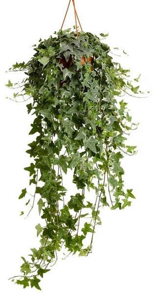 Растение Подвеска Хедера Витбонт 19/60