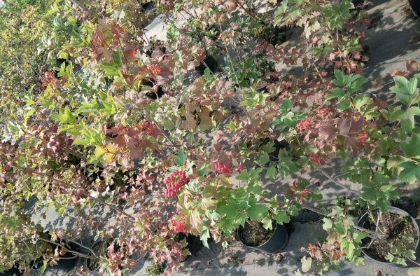 Саженец MegaPlant Калина обыкновенная С5