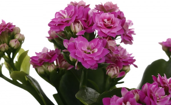 Растение комнатное Каланхоэ микс d9/h18