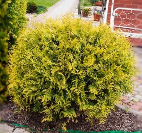 Растение Туя западная Глобос Ауреа С3 D20-30(укр)