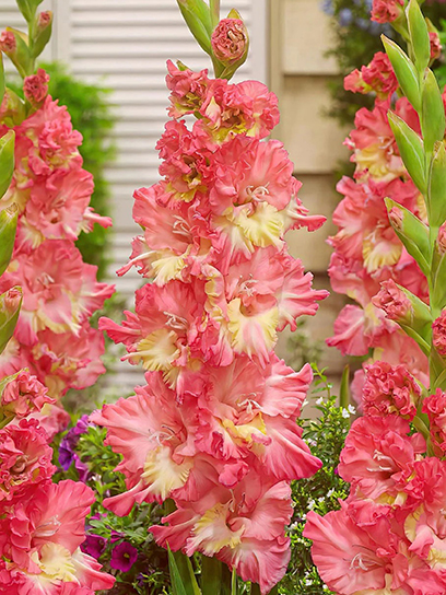 Клубнелуковица TUBERBULB Export B.V. гладиолуса Манго Мюз 3 шт.