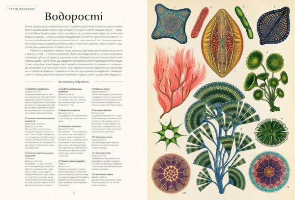 Книга Кесі Вілліс «Ботанікум» 978-617-679-632-9