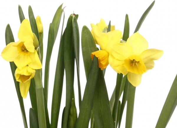 Растение комнатное Нарцисс 3 цвета d12/h20