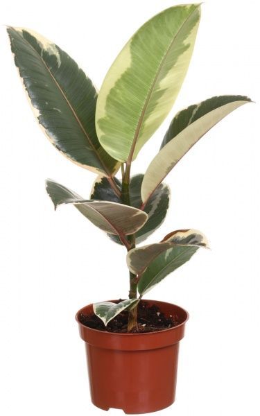 Растение Фикус эластика Тинеке 12/40