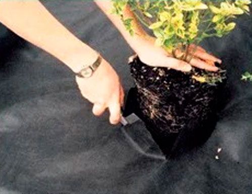 Агроволокно Віола чорне 1,6х10 м 50 г/кв.м