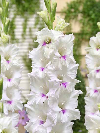 Клубнелуковица гладиолуса крупноцветкового Норма Джин 3 шт. 