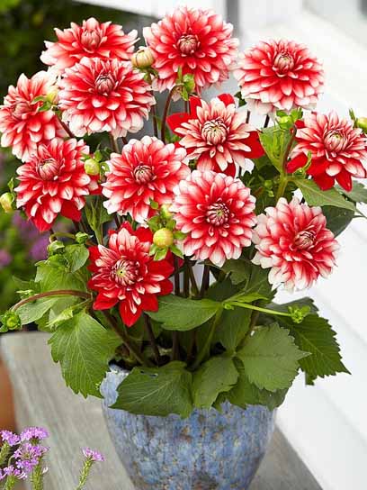 Коренебульба жоржини декоративної Ларріс Лав 1 шт. 