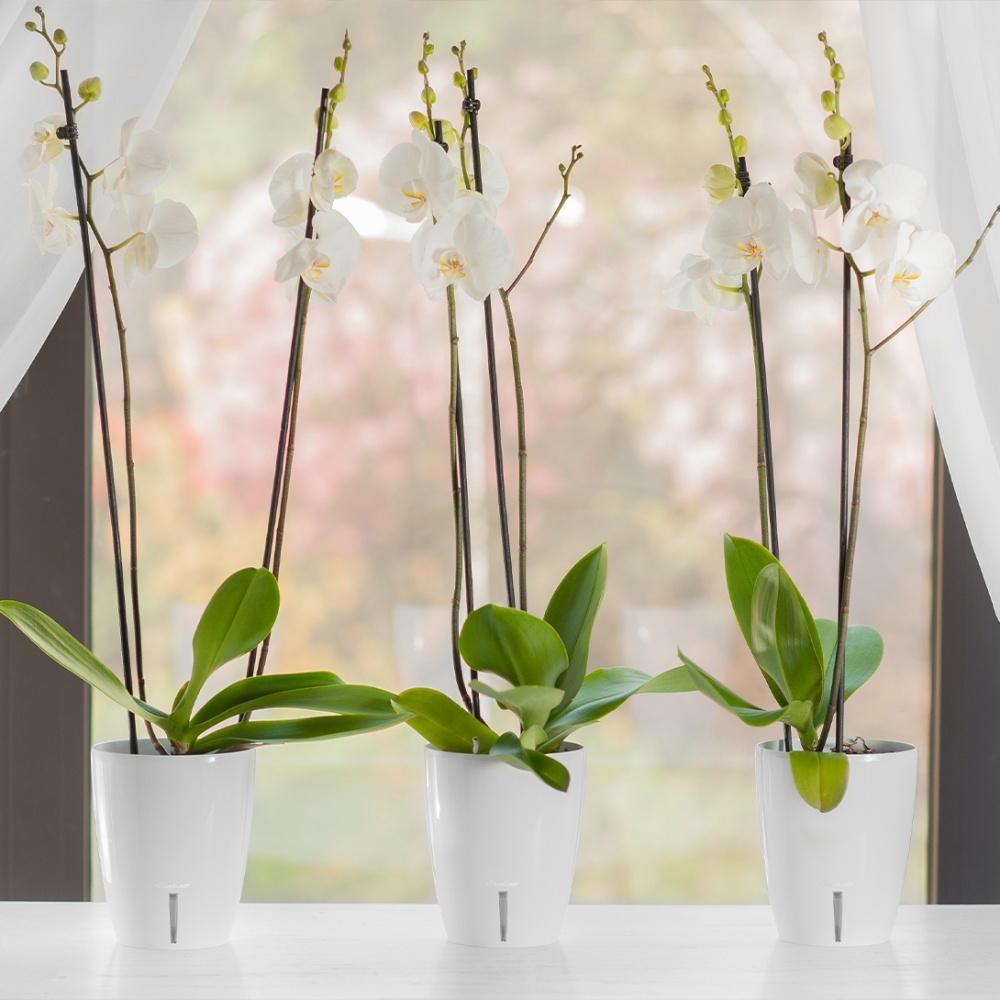 Вазон пластик Orchidea Twin круглый белый глянец 3,3 л Santino (2021755)