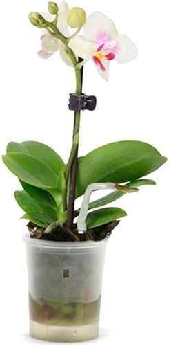 Растение Фаленопсис 1 ствол мини d5 h5