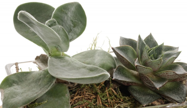 Растение Сукулент декор d6