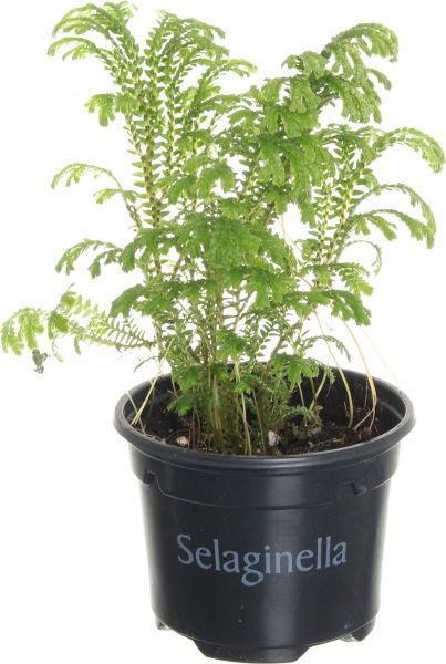 Растение Селагинелла 