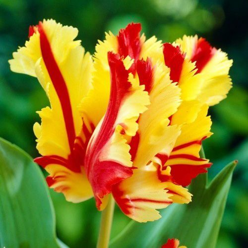 Луковица Яскрава попугайный Flaming Parrot 3 шт. 