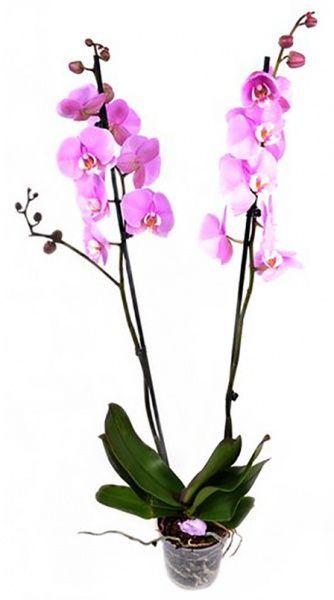 Растение Фаленопсис микс 2 стов. 8/12 + 9/35-45