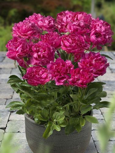 Корневище Яскрава Пион травянистый низкий London 1 шт. 