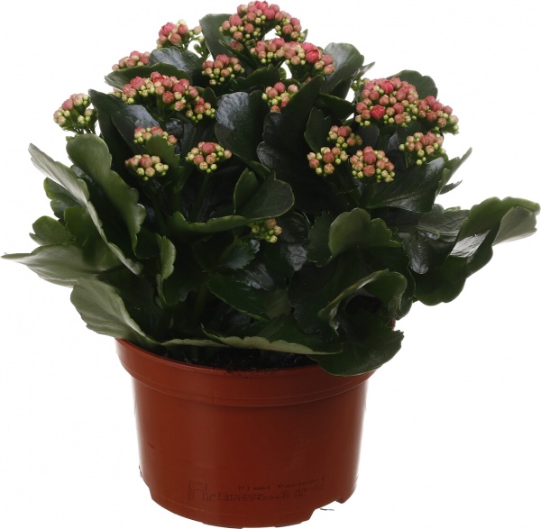 Растение комнатное Каланхоэ микс 15/27