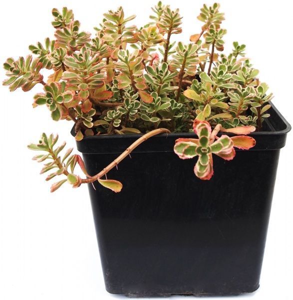 Саженец Очиток Tricolor