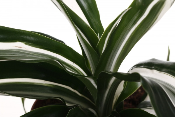 Рослина кімнатна Драцена Компакта 12/25