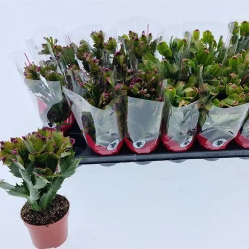 Растение Шлюмбергера 9х20 красная