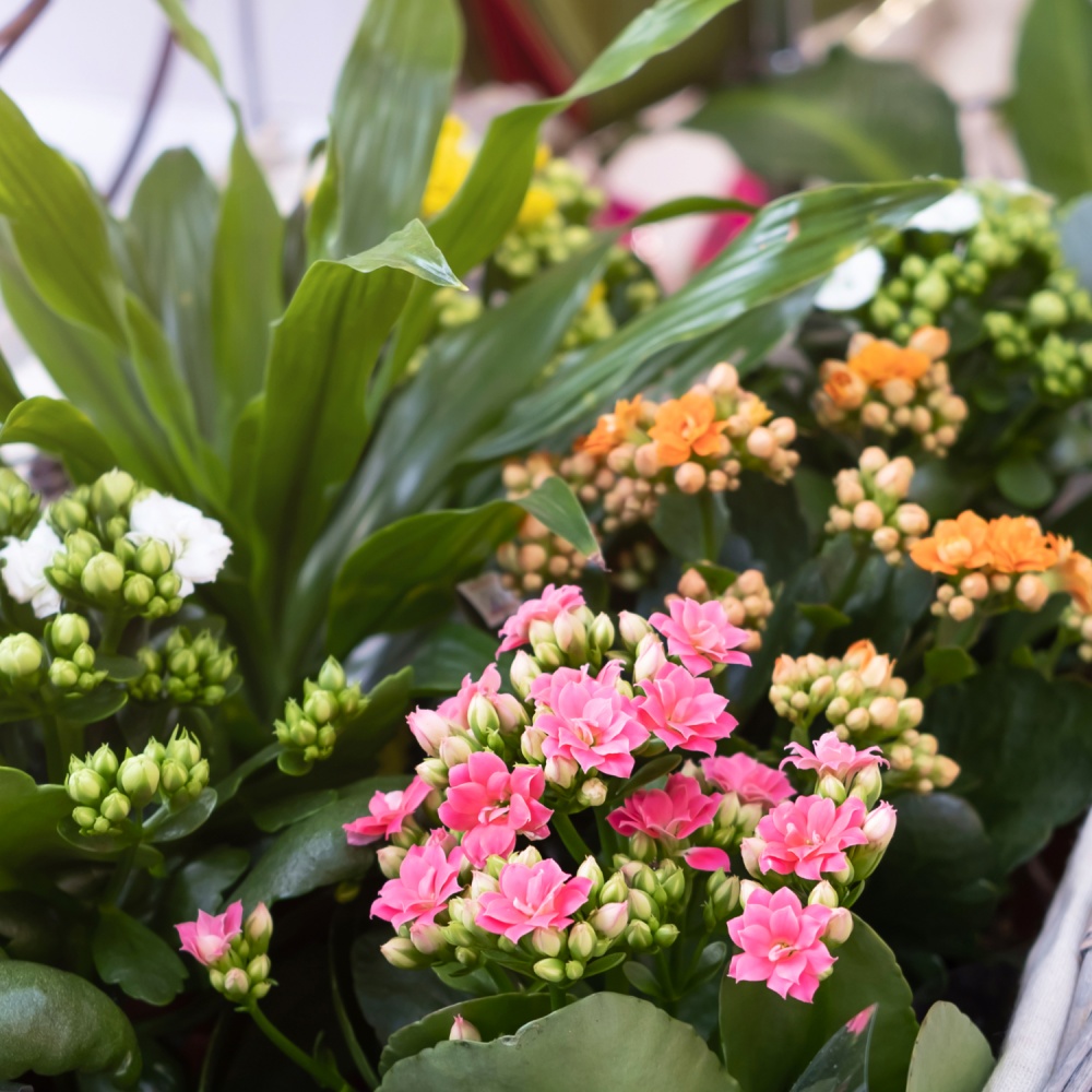 Субстрат універсальний Biovita Optima 50 л