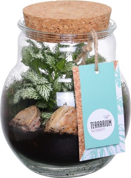 Террариум в бутылке 16х20 см