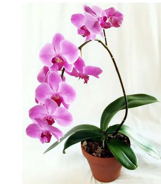Растение комнатное Орхидея 1рр Каскад d10/h45