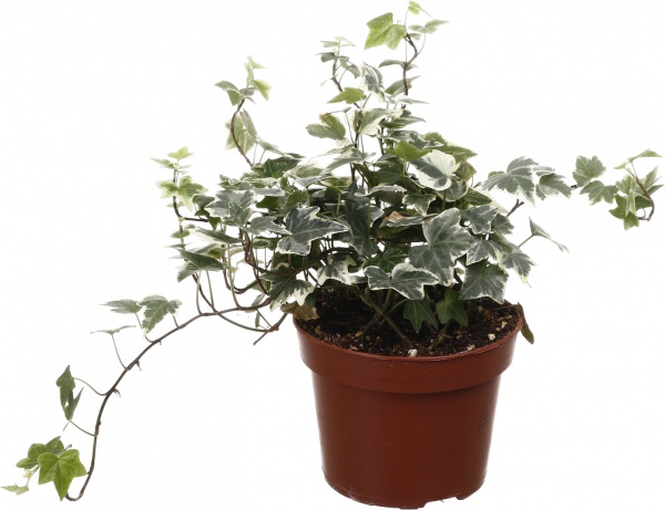 Рослина кімнатна Хедера мікс 13/25