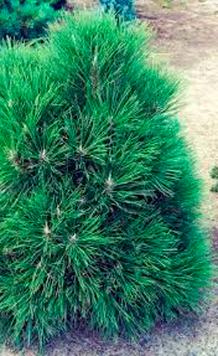 Растение Сосна черная / Pinus nigra Spilberg, С20