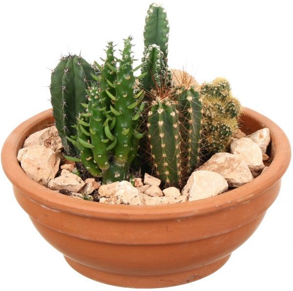 Композиція кактус мікс 19х25 см