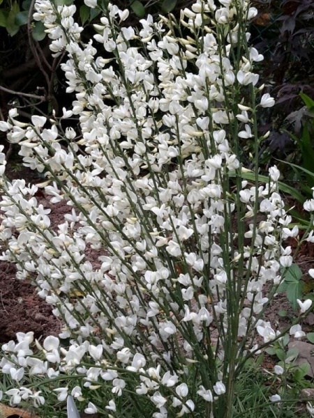 Рослина Рокитник ранній Альбус/ CYTISUS praecox Albus С3 /Н 40-60