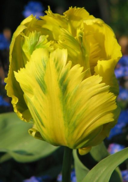 Цибулина Яскрава Texas Gold 3 шт. 