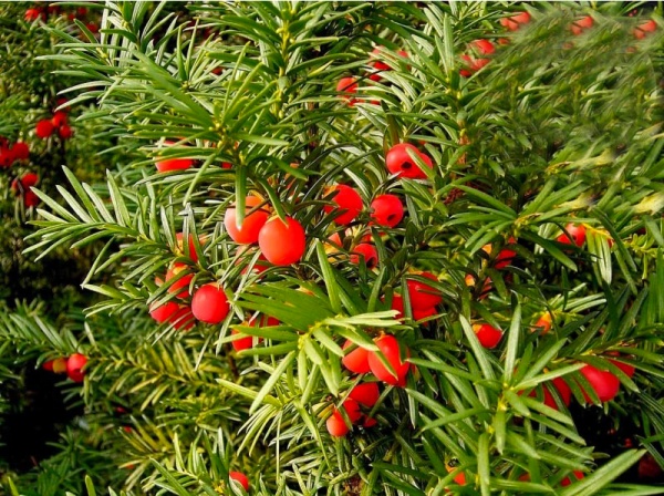 Растение Тис ягодный Фастигиата Робуста/Taxus b. 'Fastigiata Robusta'С3/Н20-30