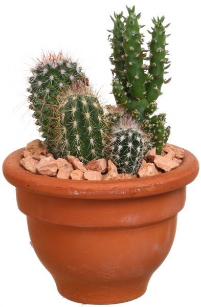 Композиція Кактус мікс в плошці 11/20