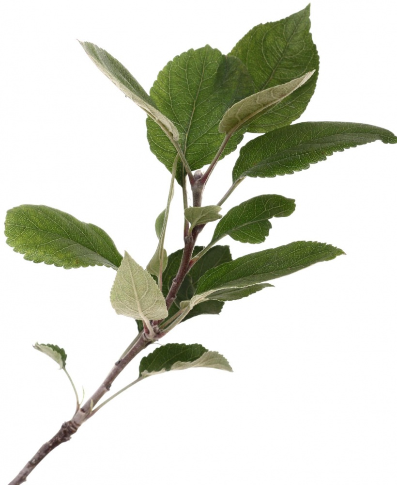 Саженец Яблоня в ассортименте 2 р (з/к)