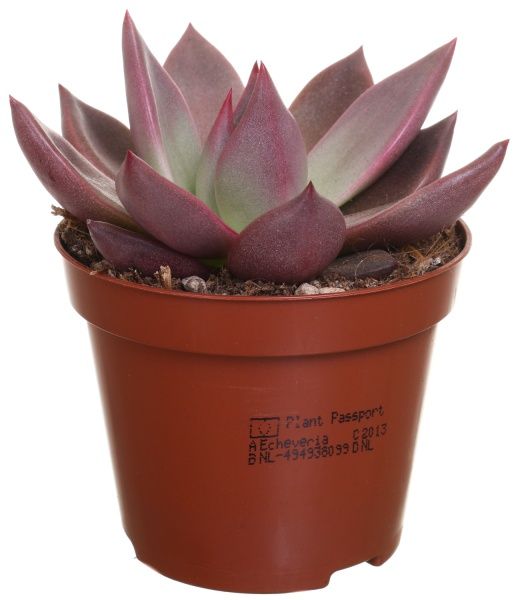 Рослина Ехеверія Таурус 9/10