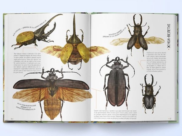 Книга Вальтер Фогато «Комахи на всі 100%» 978-617-791-415-9