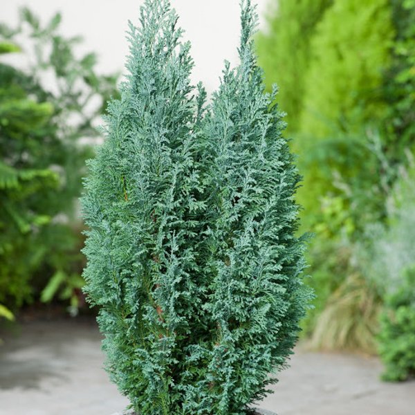 Растение Кипарисовик С3