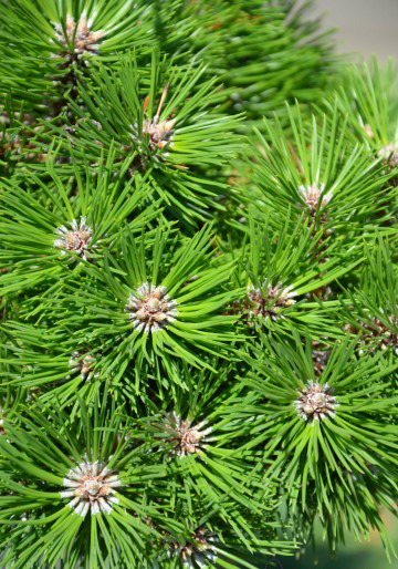 Растение Сосна черная / Pinus nigra Agnes Bregon, C12 Pa80-100