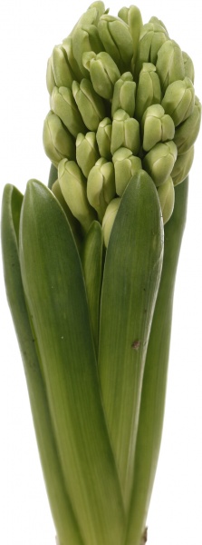 Рослина кімнатна Гіацинт мікс d7