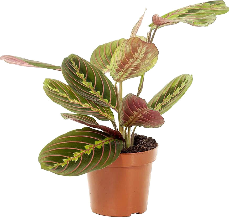 Рослина кімнатна Маранта Fascinator 30 см