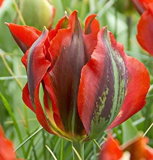 Луковица Яскрава виридифлора Hollywood 3 шт. 