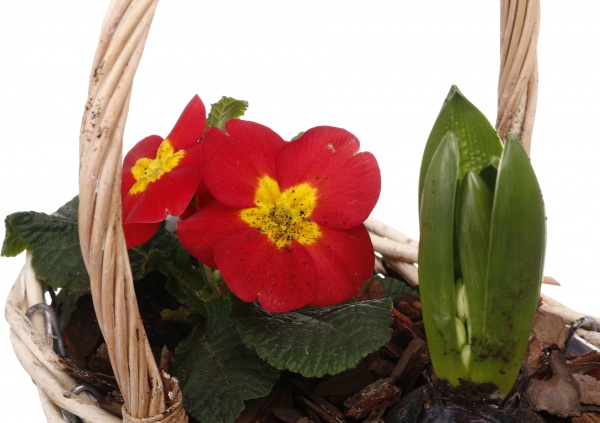 Рослина кімнатна Кошик №33 Гіацинт 1шт. + Примула 23х14х21 см