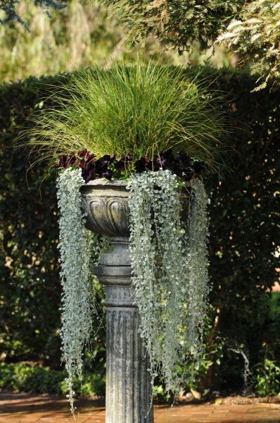 Семена Професійне насіння петуния софистика F1 блекберри 8 шт. (4823058202983)