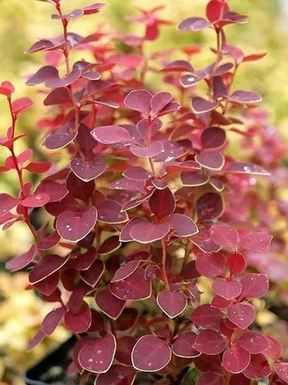 Растение Барбарис/ Berberis thunbergii Chikita С3, D 20-25